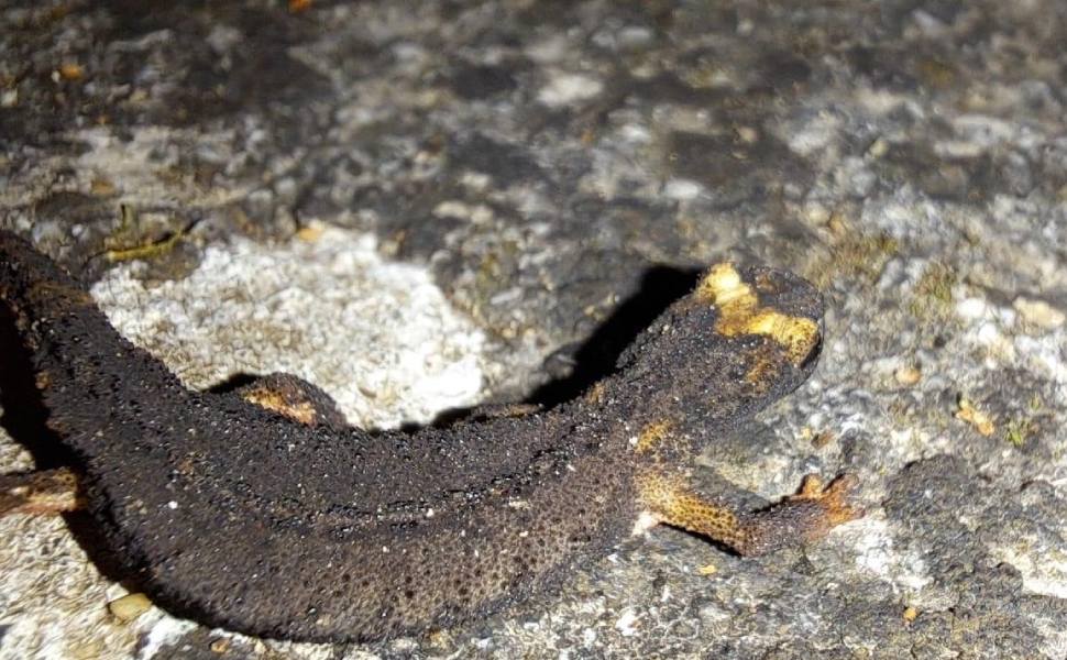 salamandrina occhiali orsomarso 03