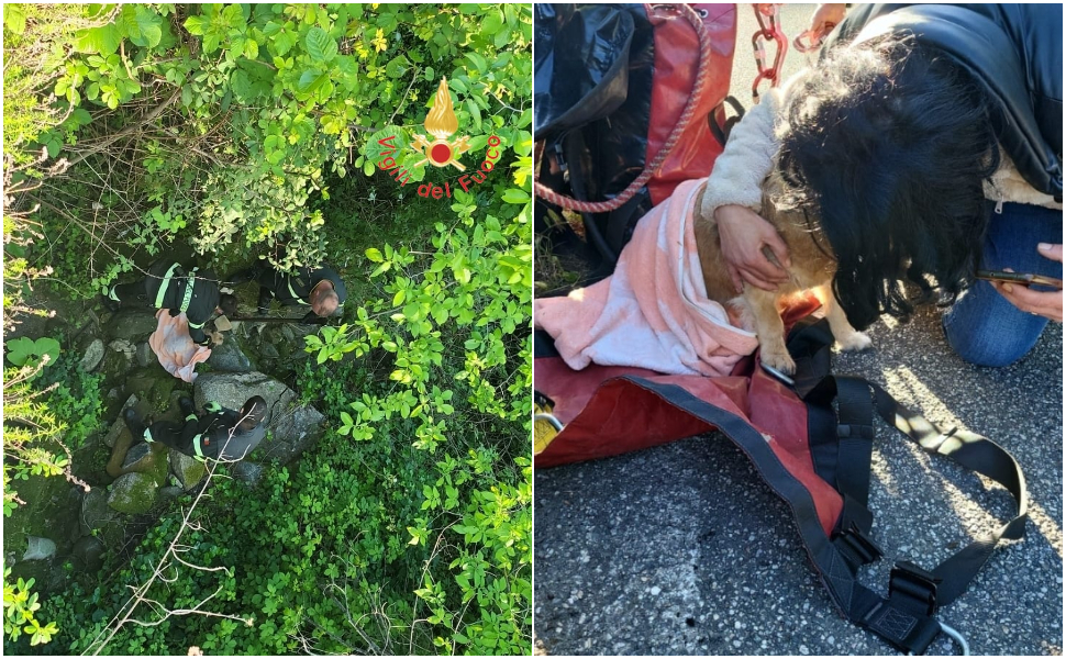 cucciolo-di-cane-salvato