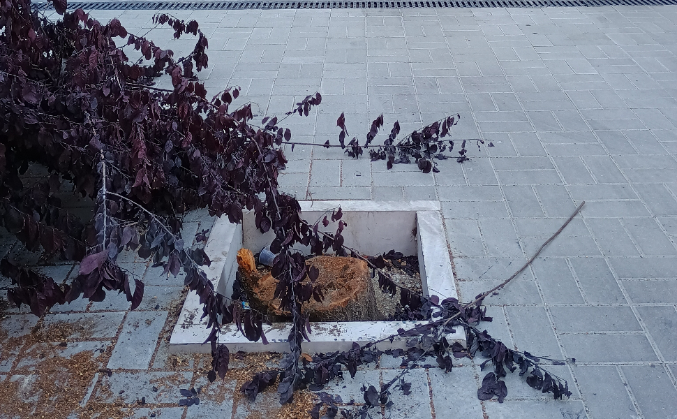 taglio-illegale-a-cosenza