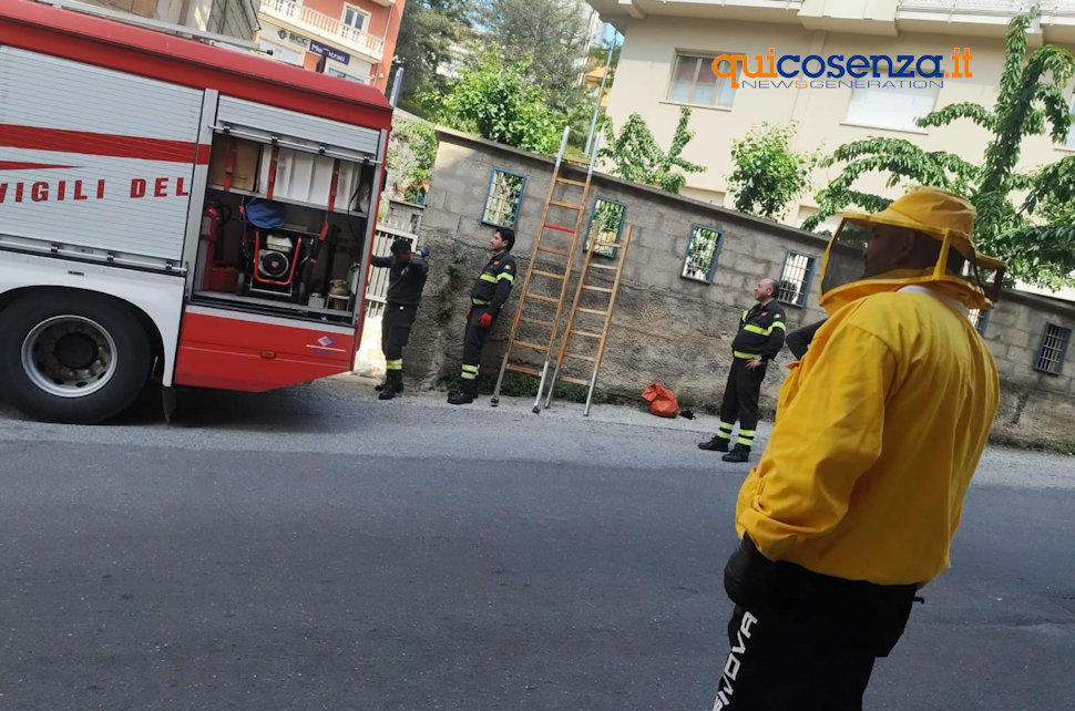 Api San Giovanni in Fiore1