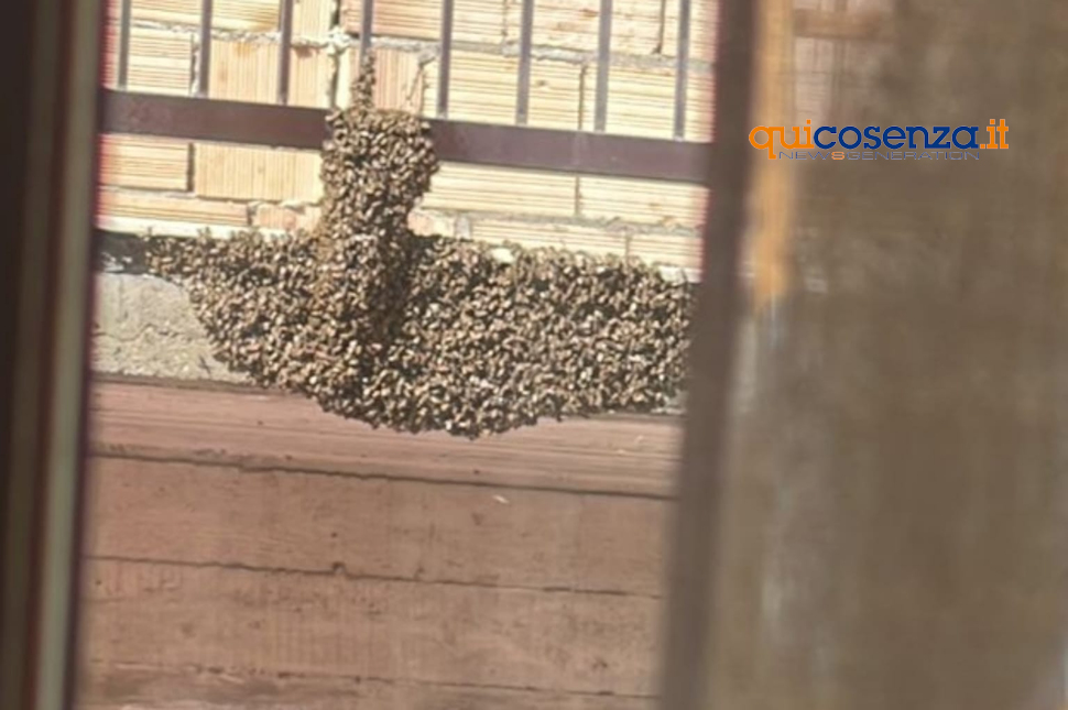 Api San Giovanni in Fiore2