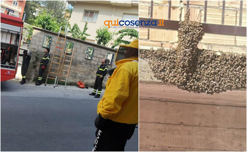 Api San Giovanni in Fiore sciame