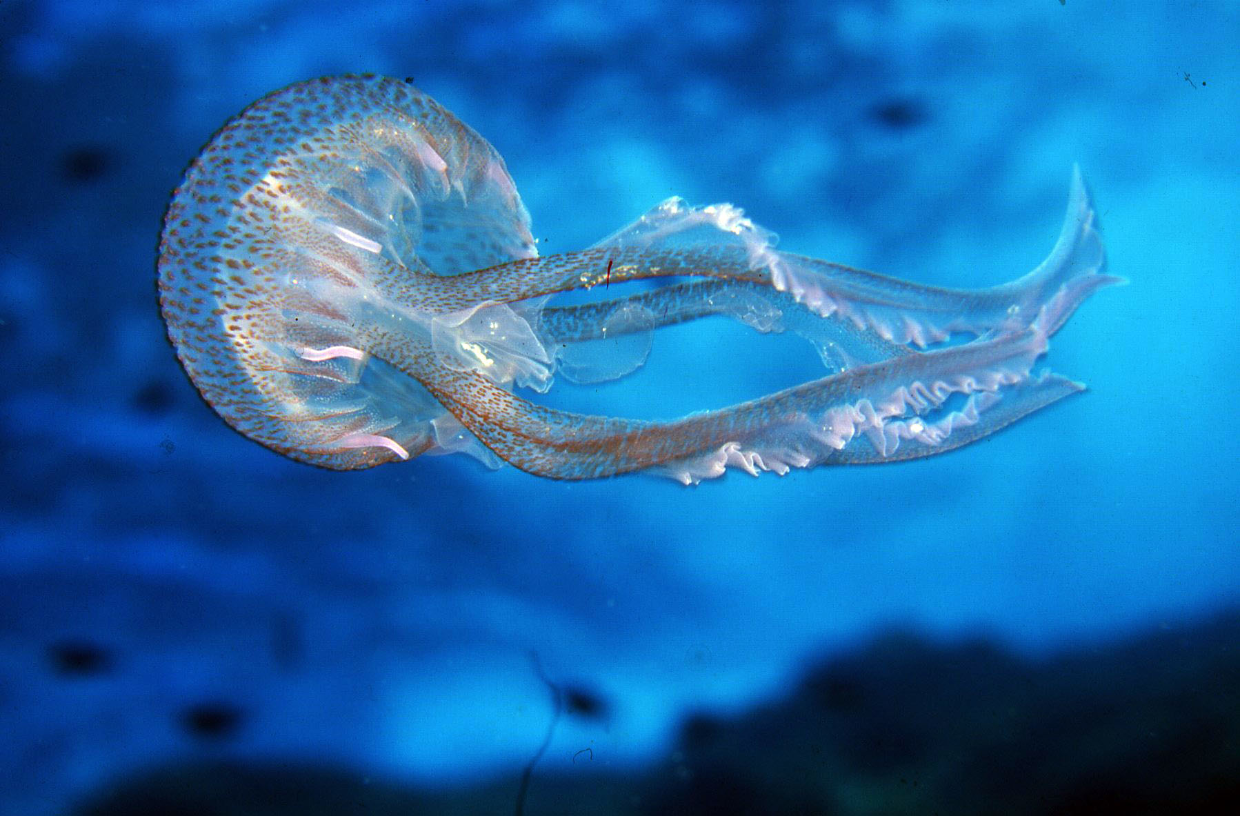 Carybdea marsupialis – Vespa di mare mediterranea