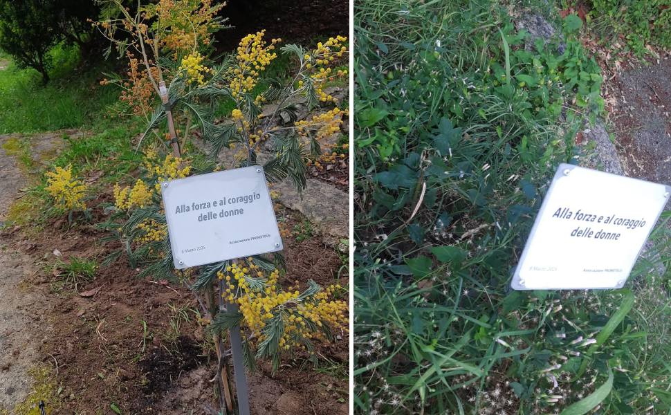 albero mendicino prometeus lanzino 02