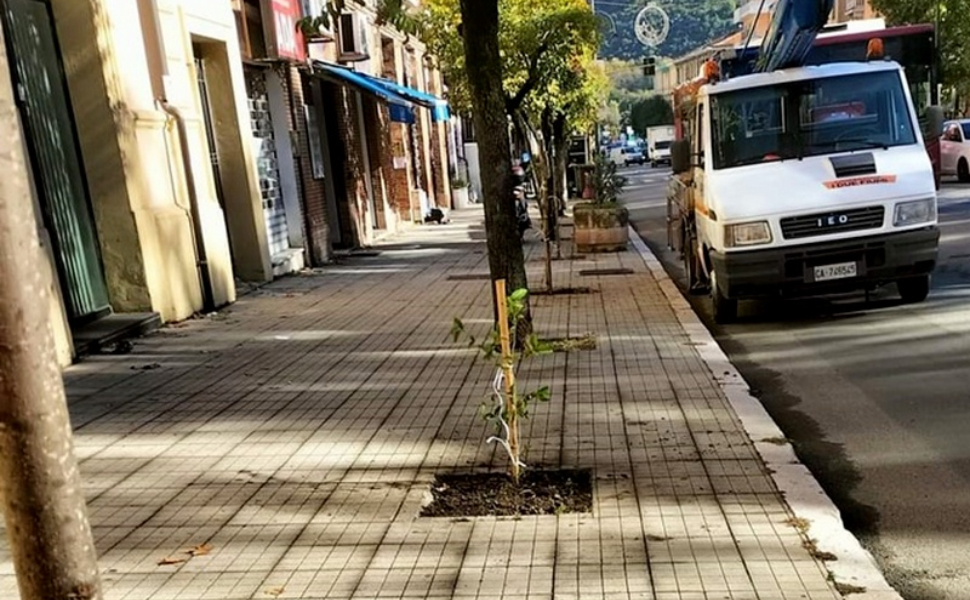 Alberi_piantumazione-Cosenza