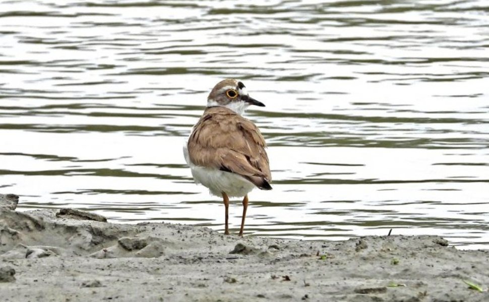Corriere piccolo fiume Crati