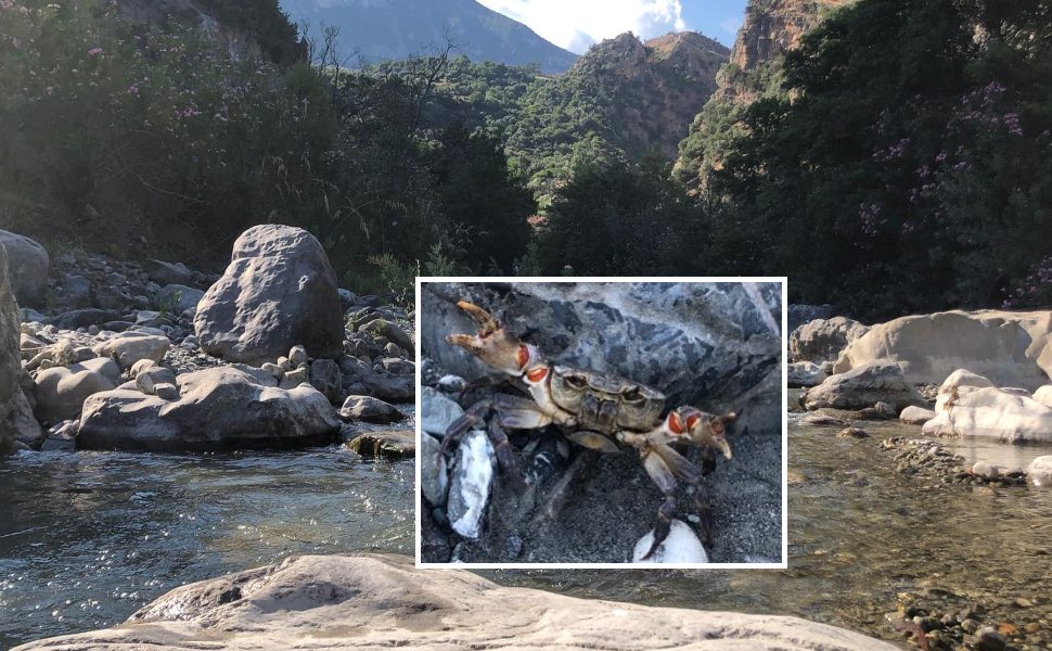 Raganello granchio di fiume