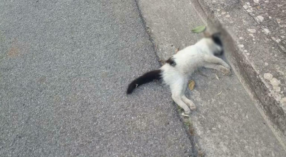 carcasse-gatti-morti