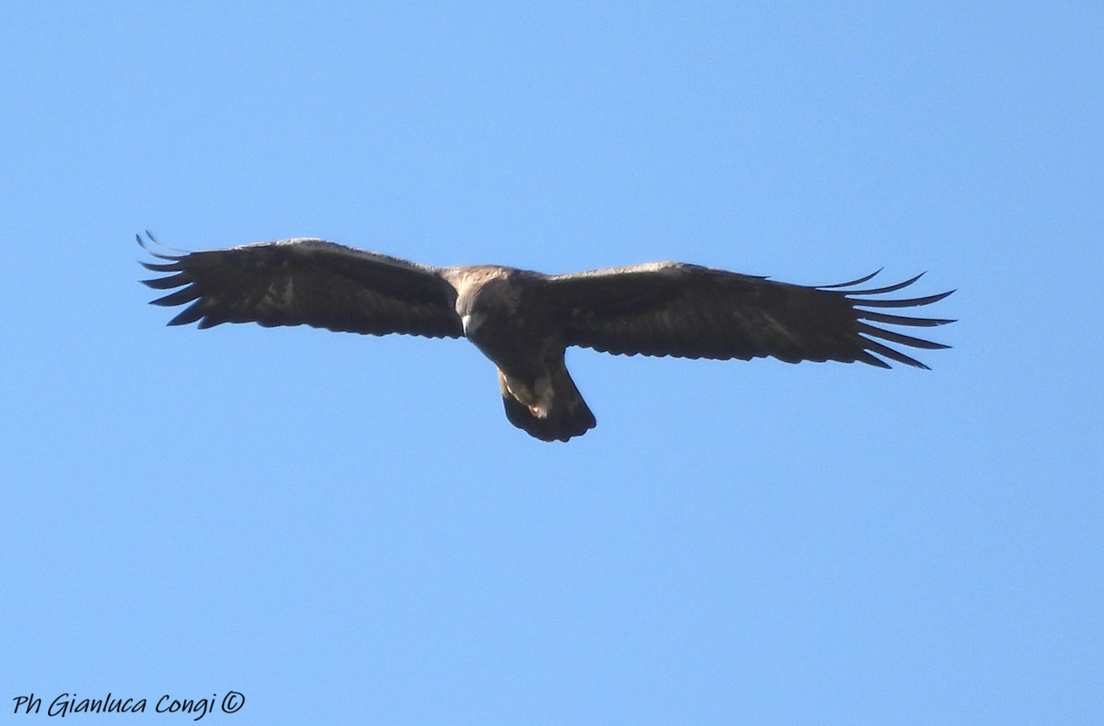 Aquila reale-Sila-ph G.Congi.JPG