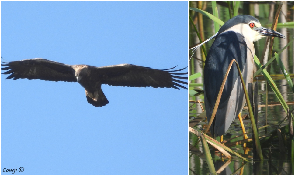 l’Aquila reale e la Nitticora