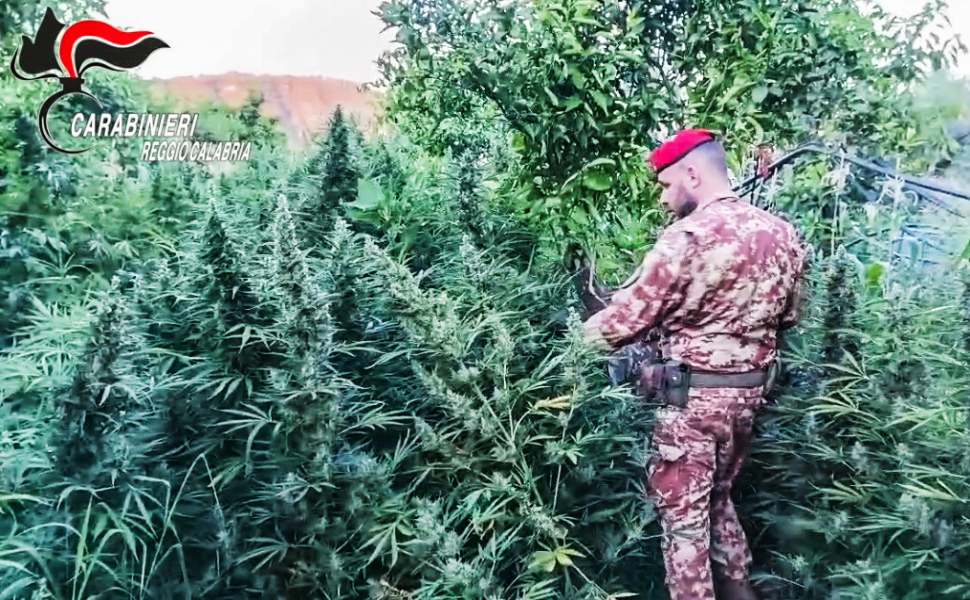 Piantagione marijuana rc