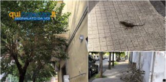 Cosenza: Via Milelli tra degrado e insicurezza, la denuncia dei residenti
