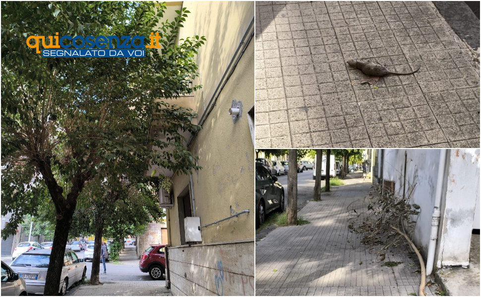 Cosenza: Via Milelli tra degrado e insicurezza, la denuncia dei residenti