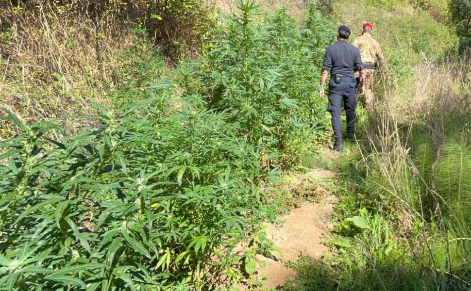 piantagione canapa Delianuova