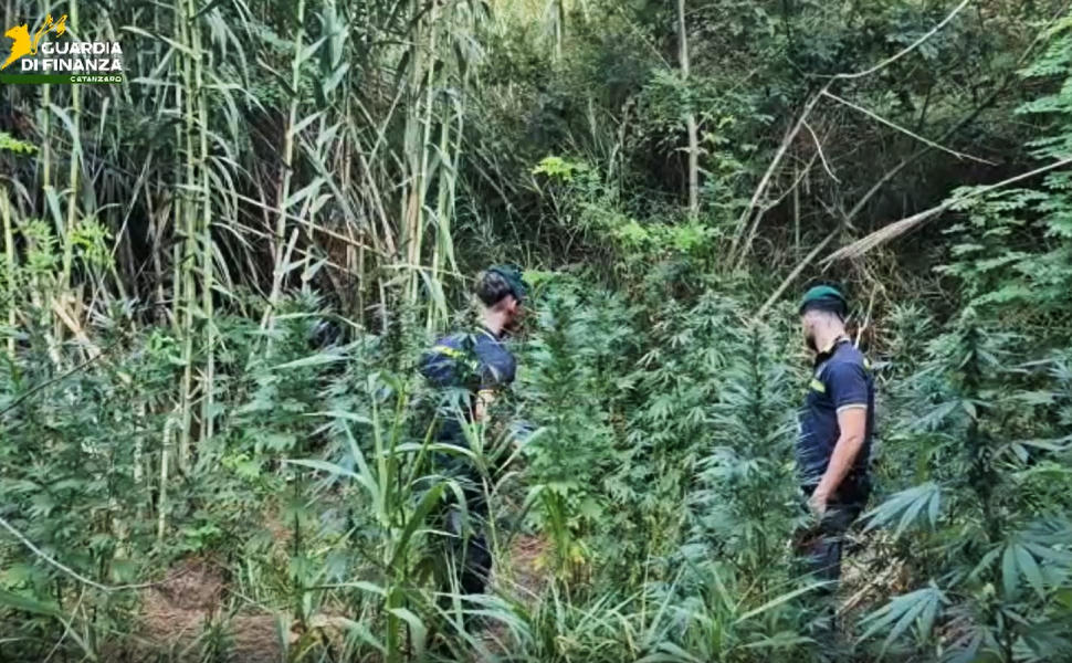 piantagione guardia finanza marijuana