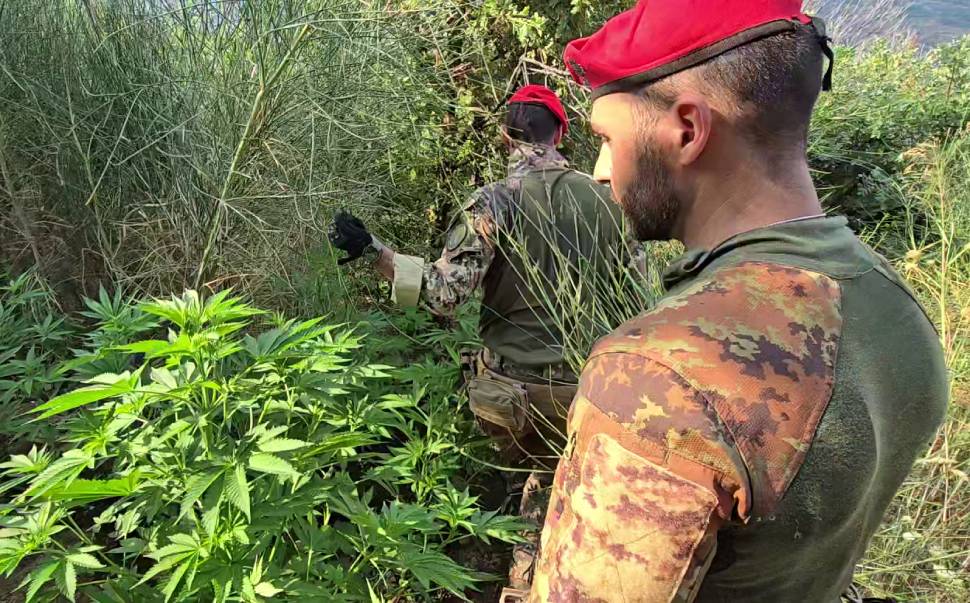 piantagione marijuana