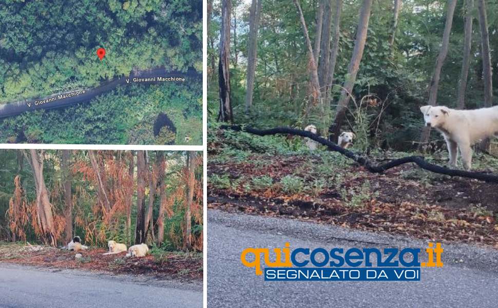 randagi donnici inferiore