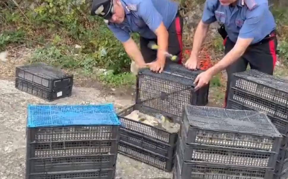 sequestro uccelli protetti carabinieri villa san giovanni