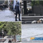 Camigliatello cani randagi
