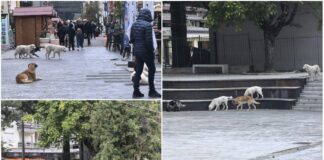 Camigliatello cani randagi