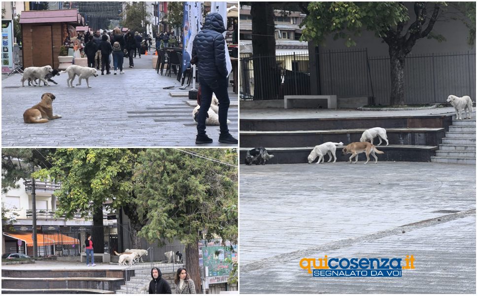 Camigliatello cani randagi