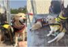 Cani unità cinofile Pet Therapy uccisi