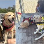 Cani unità cinofile Pet Therapy uccisi