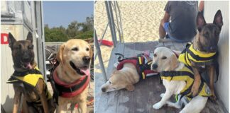 Cani unità cinofile Pet Therapy uccisi
