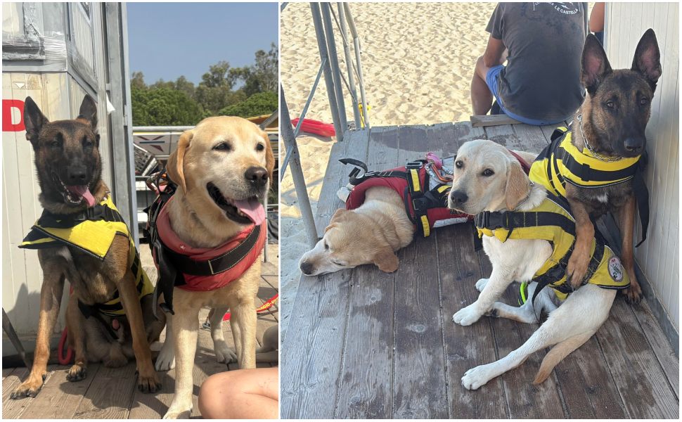 Cani unità cinofile Pet Therapy uccisi