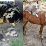 cani-pet-therapy-avvelenati