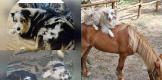 cani-pet-therapy-avvelenati