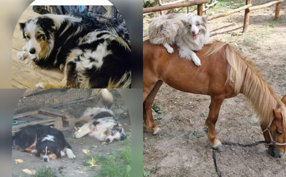 cani-pet-therapy-avvelenati