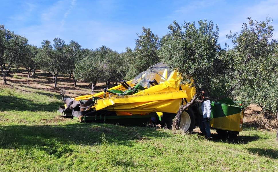 Altragricoltura olio uliveti 01