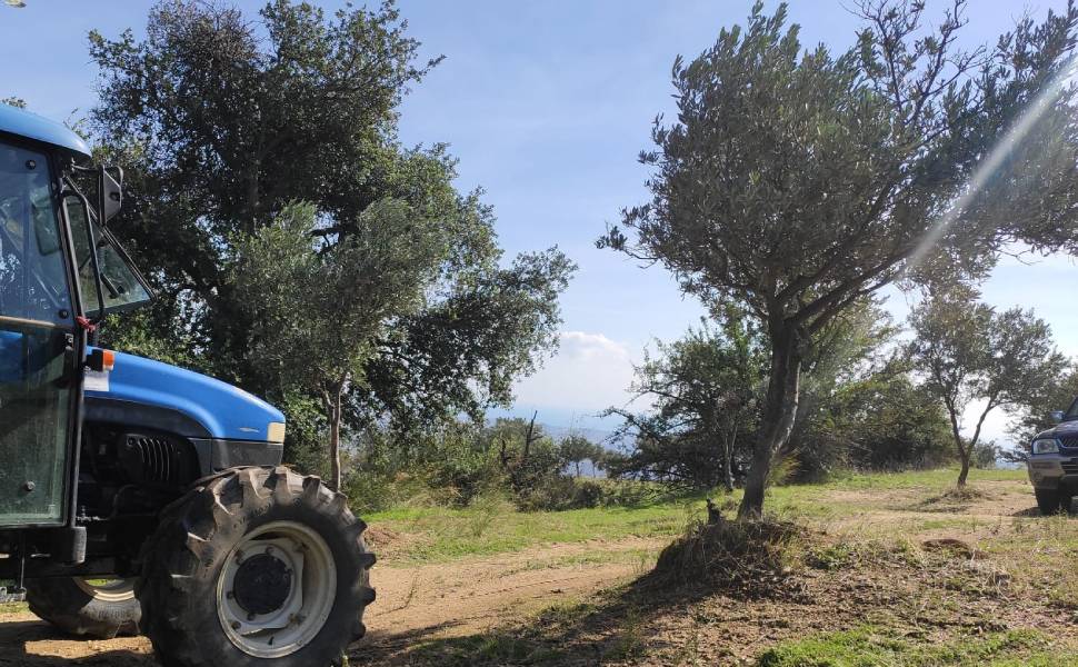 Altragricoltura olio uliveti 02