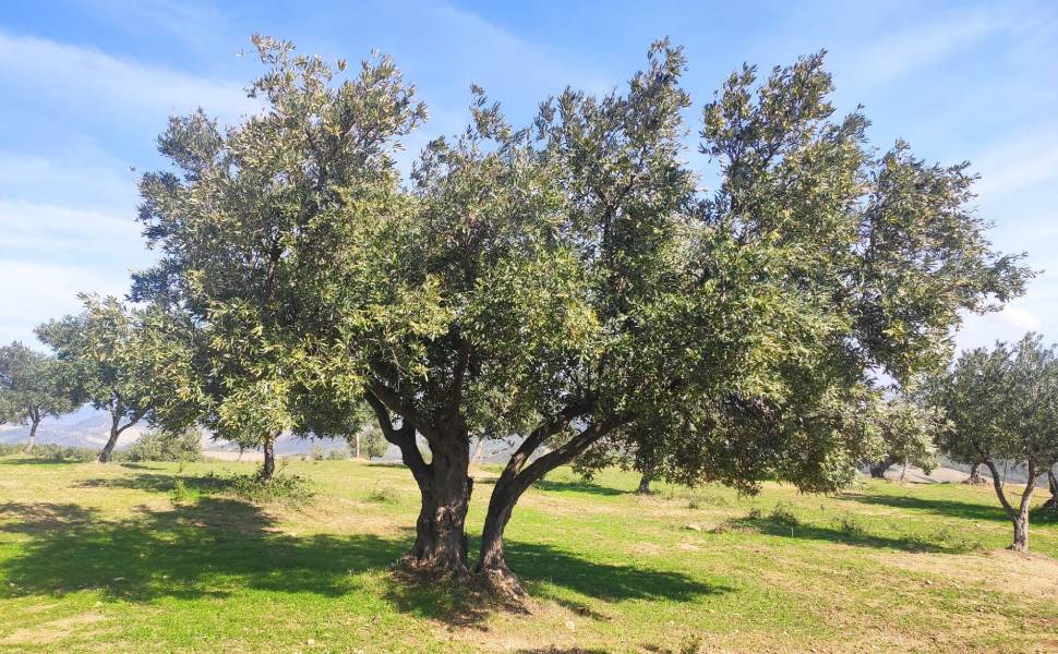 Altragricoltura olio uliveti ulivo